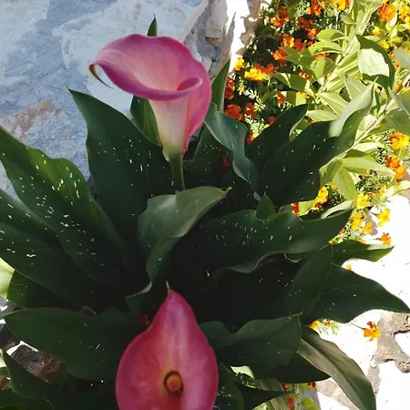 House Zvonko Near Np Krka 度假居 *