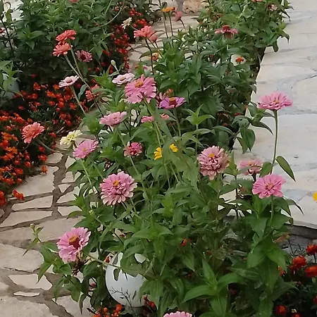 Σπίτι διακοπών House Zvonko Near Np Krka *