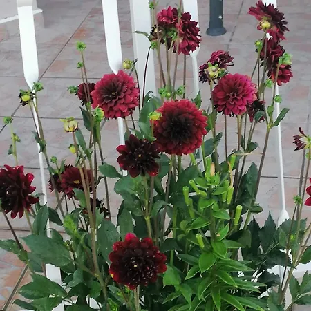 House Zvonko Near Np Krka Sedramic